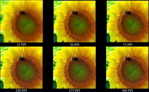 grafica videogame PPI, girasoli